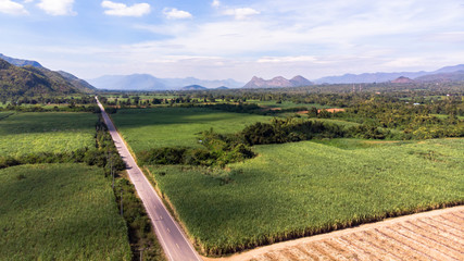 Obraz premium Landscape of sugarcane field Agriculture background