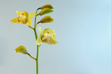Yellow orchids