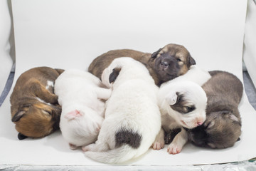 6 cute puppies are falling asleep