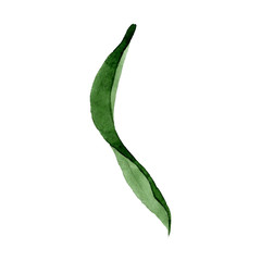 Fototapeta premium Green leaf. Wild spring leaf isolated. Watercolor background illustration set. Isolated ornament illustration element.