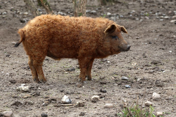 Wollschwein, Mangalitsa, Deutschland