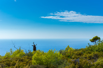 Obraz premium Greece, Zakynthos, Perfect blue ocean horizon behind green plants near Porto Limnionas