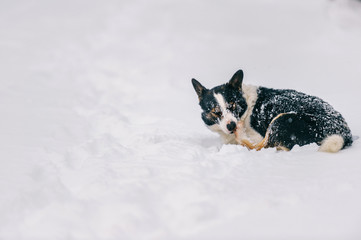 Portrait of poor frozen homeless puppy covered in snow lying in snowdrift and biting own paw. Hungry wolfish dog lost owner in cold winter weather. Unhappy wild animal outdoor. Lonely domestic pet.