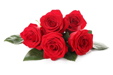 Beautiful red roses on white background