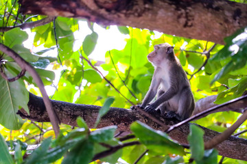 Jungle monkeys are climbing top tree to look for lace and fruit