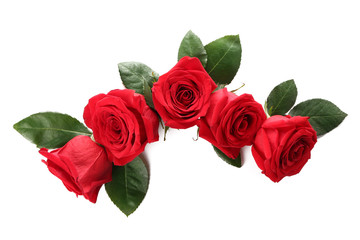 Beautiful red roses on white background