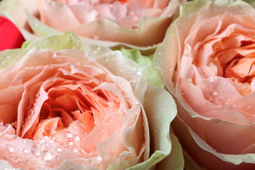 Beautiful peachy roses, closeup