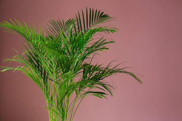 Decorative Areca palm on color background