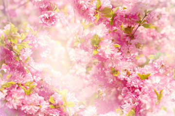 Sakura flowers in soft light. Delicate flowers of Japanese cherry in the spring season. Bee among sakura flowers.