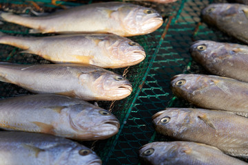 Fish drying in the sun 