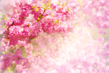 Sakura branch in soft light. Flowers of Japanese cherry in the spring. Blossoming sakura branches in pink delicate tones.