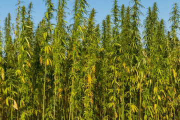 Field of green cannabis (marijuana) plants