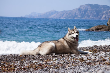 Dog on the beach. Siberian husky enjoying sunny day near the sea. 