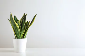 Foto op Aluminium Sansevieria plant in pot op witte tafel © Pixel-Shot