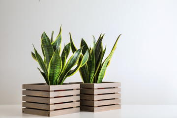 Sansevieria plants in wooden boxes on white table