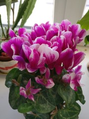 flowers in the garden