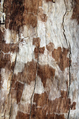 Corteccia di albero con spaccatura