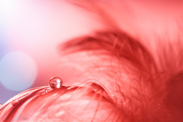 Feather with a drop of water or dew on beautiful sparkling background made of Living Coral color. Festive background, artistic image. Selective focus.