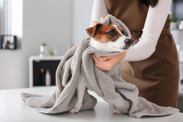 Female groomer wiping dog after washing in salon