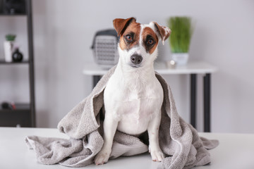 Cute dog after washing in grooming salon