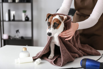 Female groomer wiping dog after washing in salon - obrazy, fototapety, plakaty