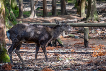 Closeup image of a wild deer in the park