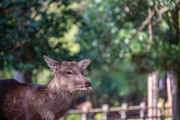 Closeup image of a wild deer in the park