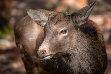 Closeup image of a wild deer in the park