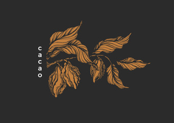 Vector graphic symbol Chocolate nature illustration Tropical cacao tree