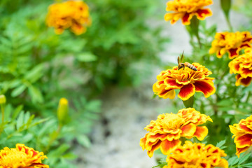 bee is on the French marigold in the garden