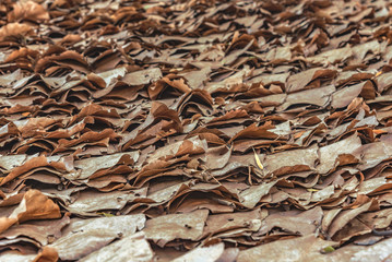 dry brown leafs background texture 