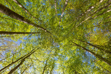 Fototapeta na wymiar Green beech trees top in forest