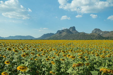 Beautiful sun flowers field and mountain background.Sun flower and blue sky background.