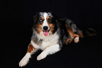 Australischer Shäferhund