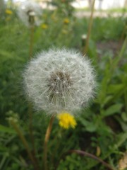 Fototapeta premium fruits 