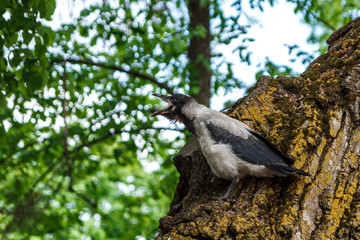 young raven screams, crow cries on a tree trunk