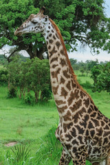 Wild Giraffes in the Mikumi National Park, Tanzania  