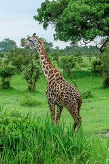 Amazing Giraffes in the Mikumi National PArk, Tanzania