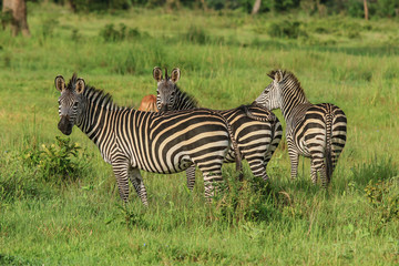 Black and White Striped Zebras in the Mikumi National Park, Tanzania