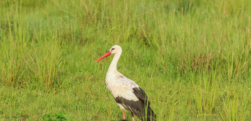 Black and White Stork walking in the Mikumi National Park, Tanzania