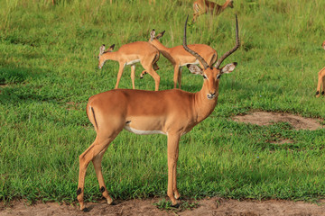 Fototapeta premium Wild Impalas in the Mikumi National Park, Tanzania
