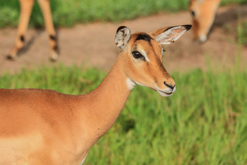 Wild Impalas in the Mikumi National Park, Tanzania