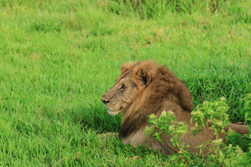 Big Lion leaning on the Road, Mikumi National Park, Tanzania