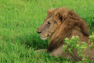 Big Lion leaning on the Road, Mikumi National Park, Tanzania