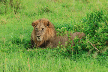 Big Lion leaning on the Road, Mikumi National Park, Tanzania