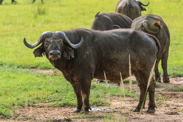Fototapeta na wymiar Big Black Buffalo in the Mikumi National Park, Tanzania