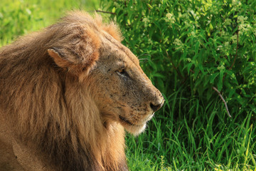 Obraz na płótnie Canvas Big Lion leaning on the Road, Mikumi National Park, Tanzania
