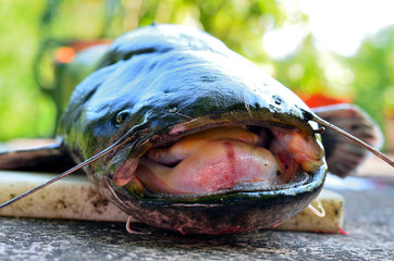 Frischer Wels Waller Schaidfisch auf einem Schneidebrett