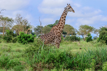 Long Neck Spotted Giraffes in the Mikumi National Park,  Tanzania