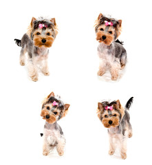 Collection of photos beautiful puppy yorkshire terrier with bow isolated
